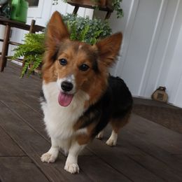 Meg - American Corgi