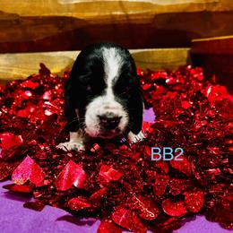 BB2 - Black and white male Basset Hound puppy in Britton, South Dakota from K&S Canines