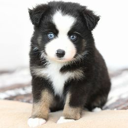 Gracie-2 blue - Black tri female Toy Australian Shepherd puppy in Ellsinore, Missouri from Shebang Aussies