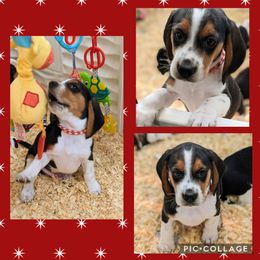 Beagle Puppies from Jennifer Knapp's Beagles