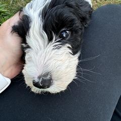 Australian Mountain Doodle Puppies from Magnolia Grove Farms
