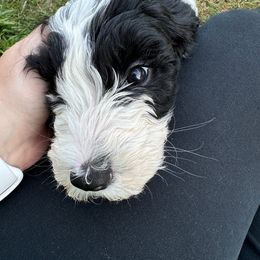 Australian Mountain Doodle Puppies from Magnolia Grove Farms