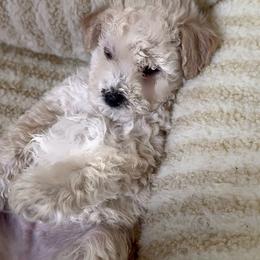 Sebastian - Cream male Poodle puppy in West Richland, Washington from PNW PAWS