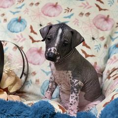 Lludd - Black and white male Xoloitzcuintli puppy in Victorville, California from Elegancia Vintage Xoloitzcuintle