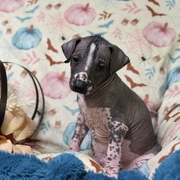 Lludd - Black and white male Xoloitzcuintli puppy in Victorville, California from Elegancia Vintage Xoloitzcuintle
