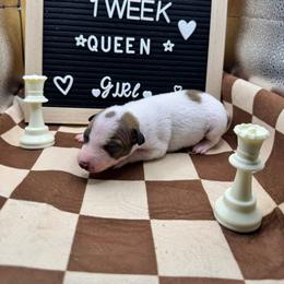 Queen - White, black sable red female American Hairless Terrier puppy in Bates City, Missouri from Bare Wonder