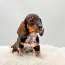 Dallas - Red male Dachshund puppy in Litchfield, Illinois from Charmm Dachshunds