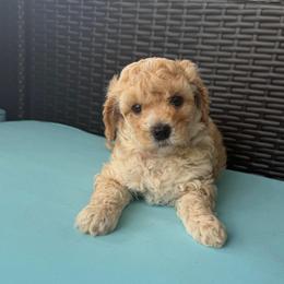Girl 1(pink collar) - Cream female Goldendoodle puppy in Weston, Florida from Lucky's Poodle & Doodles