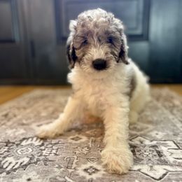 Boy 4 - Merle male Cavapoo puppy in Indiahoma, Oklahoma from Farm Fresh Doodles