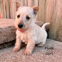 Cindy Lou (pink) - Wheaten female Scottish Terrier puppy in Chattanooga, Oklahoma from Lottie Dottie Scottie’s and Papillons