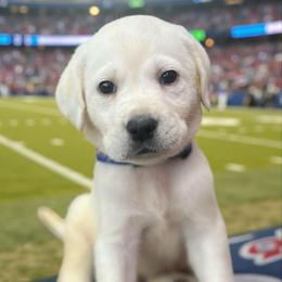 Blizzard - Yellow male Labrador Retriever puppy in Puyallup, Washington from 12 Door Farm Labradors