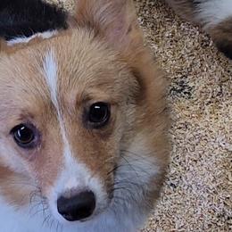 Marley - Pembroke Welsh Corgi