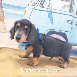 Beast - Gray (blue) male Dachshund puppy in Grove, Oklahoma from Dachs on the lake