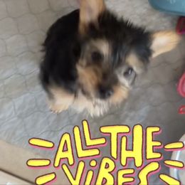 Maltipoo, Poodle, Yorkipoo, and Yorkshire Terrier Puppies from Boujie Pups