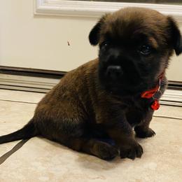 Companion Cross puppies from Precious Paws Shih tzus