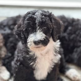 Miss Coral - Phantom female Goldendoodle puppy in San Diego, California from Sensational Doodles