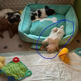 Chester - Parti male Poodle puppy in Mineral Wells, Texas from S.H.A.R.P.’s Toy Poodles