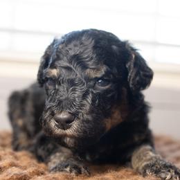 Kir - Tri-color male Bernedoodle puppy in Youngstown, Florida from Wonderland’s Boujie Kennels