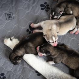Siberian Husky Puppies from Ivie Huskies