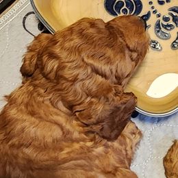 Goldendoodles from Doodles are Sunshine