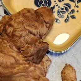 Goldendoodles from Doodles are Sunshine