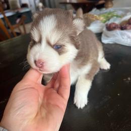 Kobuk - Chocolate male Pomsky puppy in Rathdrum, Idaho from Smart Pomskies and Frenchies