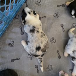 Cardigan Welsh Corgi Puppies from Savage Family Farm