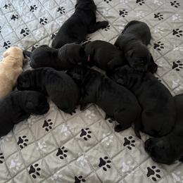 Girl 2 - Black female Labrador Retriever puppy in Ranchita, California from Pacific Crest Labradors