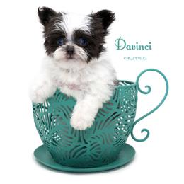 Davinci - Blue male Mi-Ki puppy in Elizabeth, Colorado from Royal T Mi-Kis
