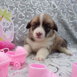 Pembroke Welsh Corgi puppies from Roger That Corgi