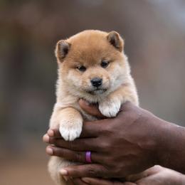 Shiba Inu Puppies from Evenfalls Shiba Inu