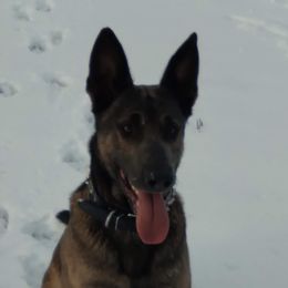 Bolo - Dutch Shepherd