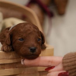 Toffee - Red  male Poodle puppy in Sacramento, California from bemi_toys