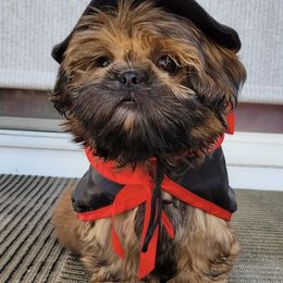 Shih Tzu Puppies from Socal Mother Of Shih Tzus