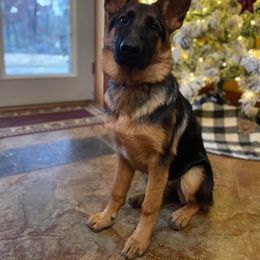 German Shepherd Puppies from 501 Shepherds