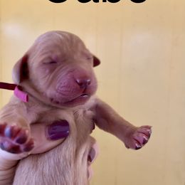 Cabo - Yellow male Labrador Retriever puppy in Mineral, Virginia from Canine Assist