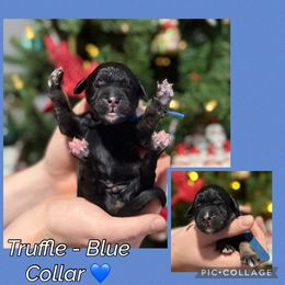 Truffle - Sable male Goldendoodle puppy in Howard City, Michigan from Doodles and Chaos