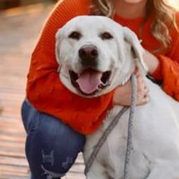 Labrador Retrievers from Misty's Labs