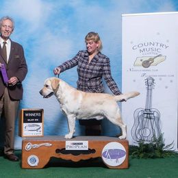 Labrador Retriever All Grown Up from Judy Lesch's Labrador Retrievers