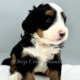Puppy Pick 2 - Tri-color male Bernedoodle puppy in Sugar Hill, Georgia from Deep Creek Doodles