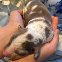Fiona - Fawn (isabella) and cream female Dachshund puppy in El Cajon, California from Lisa Buxton