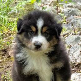 Teddy - Black tri-color male Australian Shepherd puppy in Irmo, South Carolina from Triple S Farms