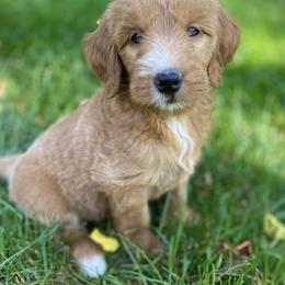 Goldendoodle Puppies from Doodifuldoods