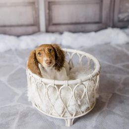 Dachshund Puppies from Shaffers low riding weiners