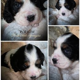 Girl 7 'Willow' - Black white and tan female English Springer Spaniel puppy in Silverdale, Washington from TimberVale Springers