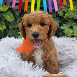 Scout - Red  male Goldendoodle puppy in Payson, Utah from Missy Doodles