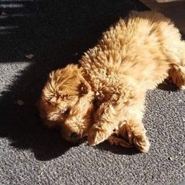 Goldendoodle Puppies from Rocks & Roses Doodles