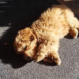 Goldendoodle Puppies from Rocks & Roses Doodles
