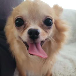 Chihuahua puppies from ChibiChi