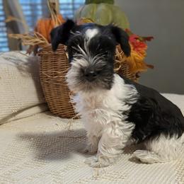 Pumpkin - Parti female Miniature Schnauzer puppy in Oneida, Tennessee from Saving Grace